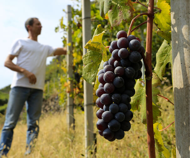 Bruno Leusciatti in vigna